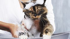 Выбор шампуня для кошки