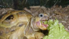 Чем нельзя кормить черепах