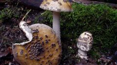 Как опознать мухомор сицилийский или Amanita ceciliae