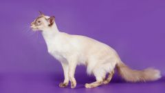 Породы кошек: балийская