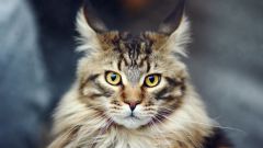 Породы кошек: мейн-кун
