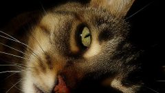 Причины кошачьей депрессии и борьба с ней