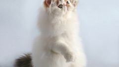 Породы кошек: персидская