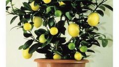 Домашний лимон - уход