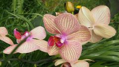 Орхидея - лучший подарок для любимой 