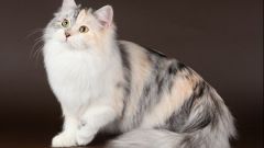 Породы кошек: сибирская