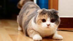 Породы кошек: скоттиш фолд