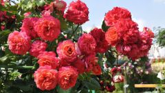 Роза флорибунда - карнавал в саду