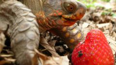 Чем питаются черепахи в домашних условиях
