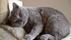 What to do if a cat has dandruff
