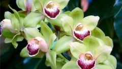 Что делать, если у орхидеи желтеют листья