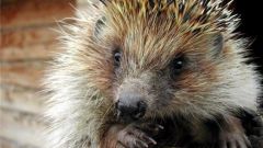 What to eat hedgehogs