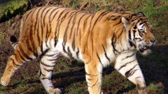 Сколько видов тигров существует
