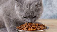 Чем вреден сухой корм для котов
