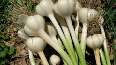 When and how to plant garlic