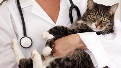 Обязательно ли кошке делать прививки?