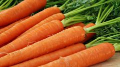 Как правильно сеять морковь