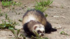 What to feed the ferret at home