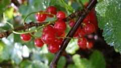 How to root the branches of currants in the water 