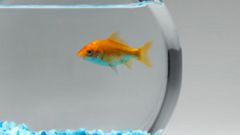 How to keep a goldfish in a fishbowl
