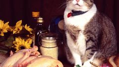 Можно ли кормить домашнюю кошку сырым мясом