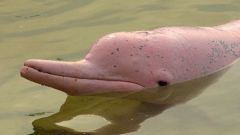 Где обитает розовый дельфин