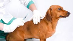 Как делать прививку от бешенства для собак
