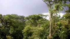 Какие есть животные влажных экваториальных лесов