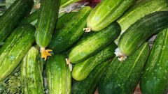 What to do with large cucumbers