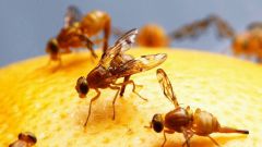 Что такое фруктовая муха