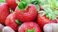 What's the best variety of strawberry for the middle band