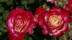 How to care for mini rose mix