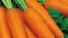Когда сеять морковь на зиму