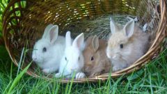 Питание декоративных кроликов