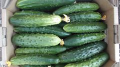 Proper storage of fresh cucumbers