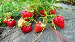 Fertilizing for garden strawberry