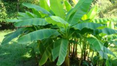 Как вырастить банан на дачном участке