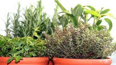 Как вырастить дома зелень и пряные травы?