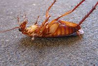 Как быстро избавиться от тараканов