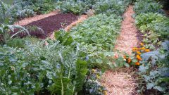 10 советов для огородников