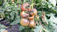 How to treat late blight of tomatoes