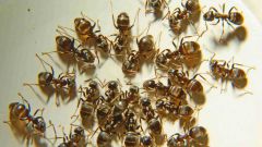 Способы избавиться от домашних муравьев  