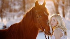 Правильное поведение при фотографировании с лошадью