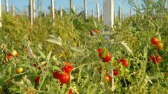 The earliest tomato varieties for open ground