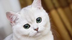 Как кошки предчувствуют смерть хозяина