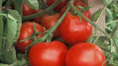 Features tomato 