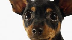 Who is better: toy Terrier or Chihuahua?