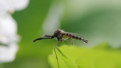 Чем питаются комары в лесу