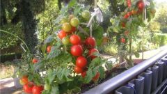 Early varieties of tomatoes for balconies and home gardens