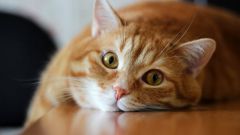 What to feed a cat with a sick stomach